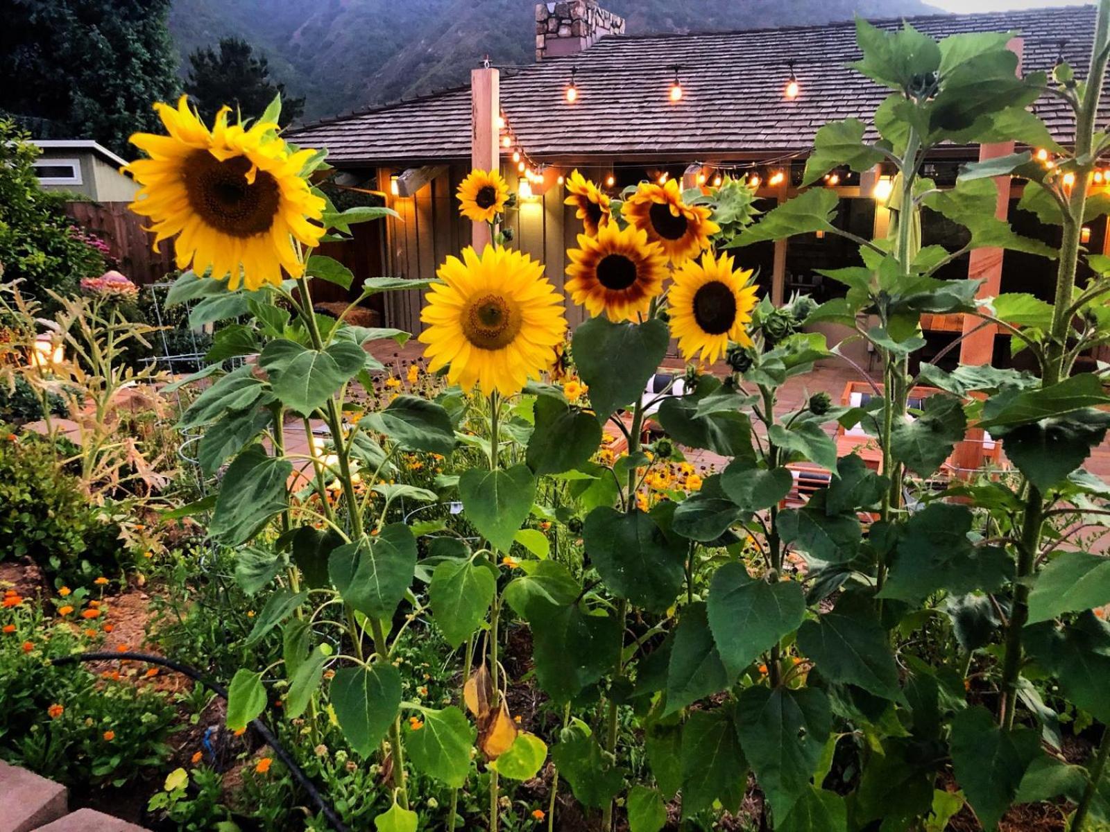 Carmel Valley Lodge מראה חיצוני תמונה
